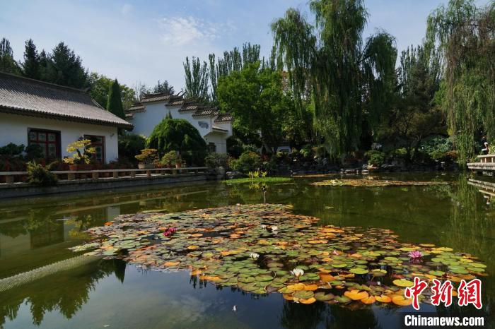 圖為西寧園林植物園秋日風(fēng)景別有韻味?！●R銘言 攝