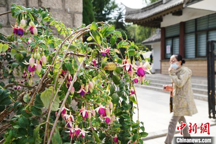 圖為市民在西寧園林植物園內(nèi)觀賞花卉?！●R銘言 攝