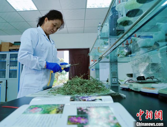 圖為張錦梅在實驗室工作。　馬銘言 攝
