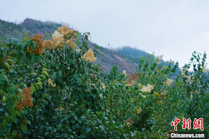圖為西寧北山上的丁香樹。　馬銘言 攝
