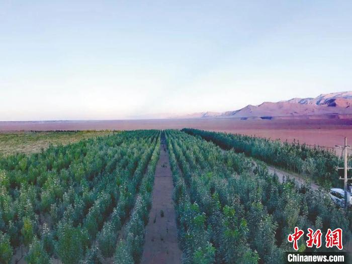 圖為格爾木境內(nèi)種植的綠樹?！「駹柲救诿襟w中心供圖