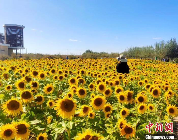 圖為格爾木境內(nèi)的向日葵花海?！「駹柲救诿襟w中心供圖