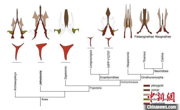 最原始鳥類“熱河鳥”最新研究：嗅覺更好、日行主導