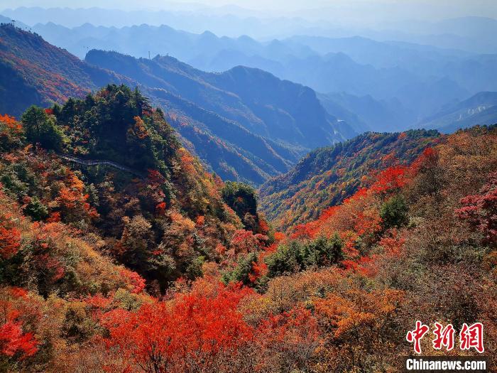 巴山大峽谷漫天紅葉?！埰?攝