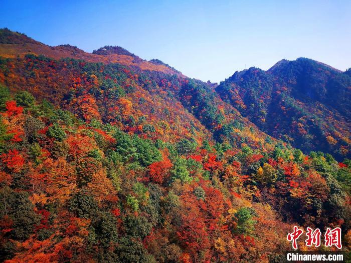巴山大峽谷漫天紅葉?！埰?攝