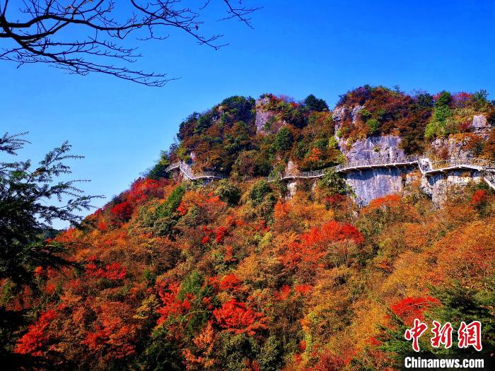 巴山大峽谷漫天紅葉?！埰?攝