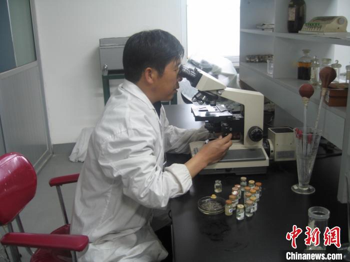 資料圖為研究團隊進行實驗室寄生蟲分類鑒定。　 青海省畜牧獸醫(yī)科學(xué)院供圖