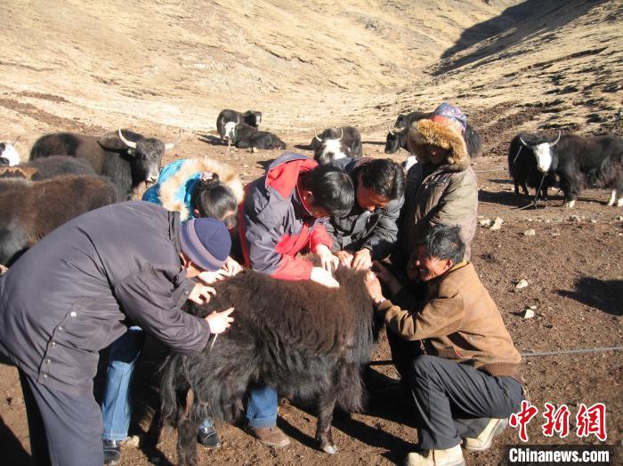 資料圖為研究團隊在青南高原地區(qū)開展了牦牛寄生蟲病流行病學(xué)和防治技術(shù)研究?！?青海省畜牧獸醫(yī)科學(xué)院供圖