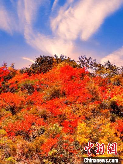 萬源深秋紅葉似火?！≈炱桨?　攝