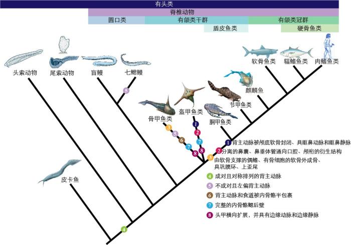 一些關(guān)鍵特征在脊索動物中的演化?！∶宪版?繪圖 攝