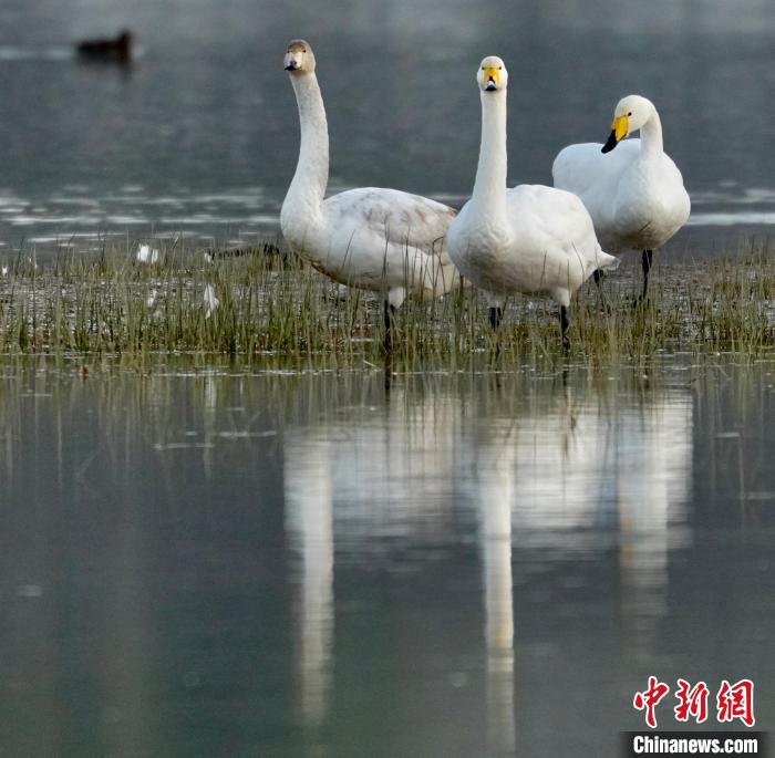圖為三只大天鵝?！±钣穹?攝