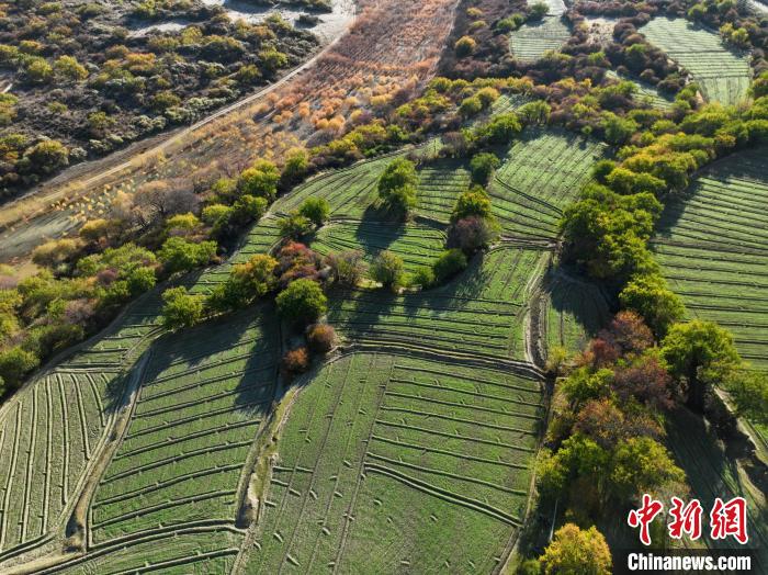 圖為11月8日，雅魯藏布江畔的高原梯田。　董志雄 攝