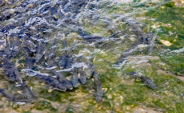 青海湖裸鯉（湟魚）洄游。周元峰攝