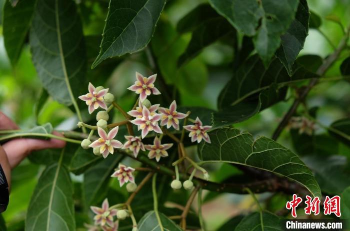 圖為古林箐近地保護(hù)的滇桐首次開花?！±顕?攝