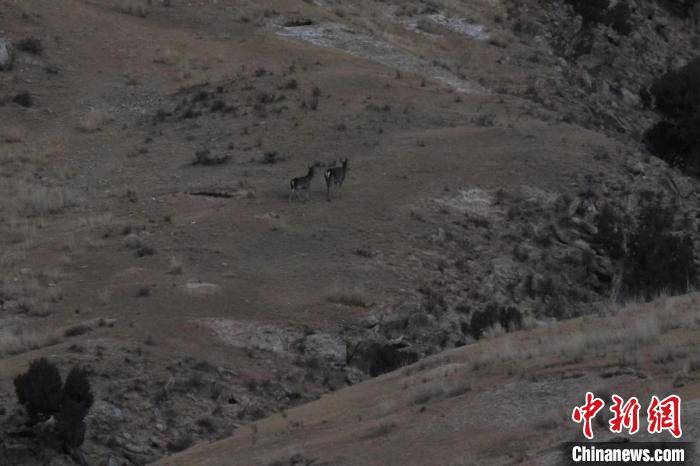 圖為兩只馬鹿在山坡上行走?！〔湃?攝