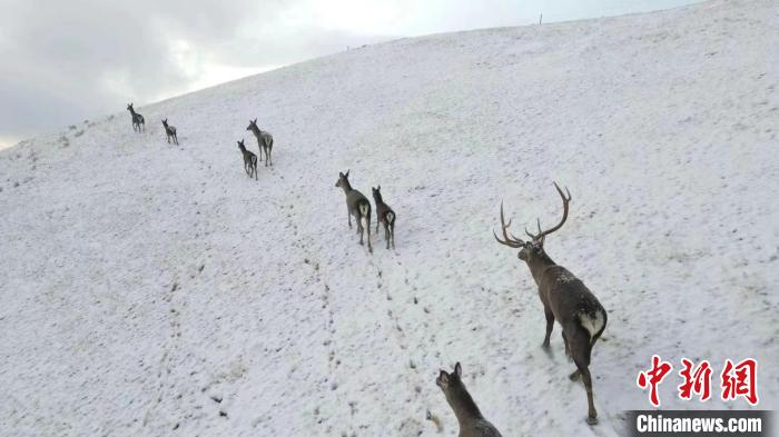 圖為馬鹿群在雪地里行走?！〔湃?攝