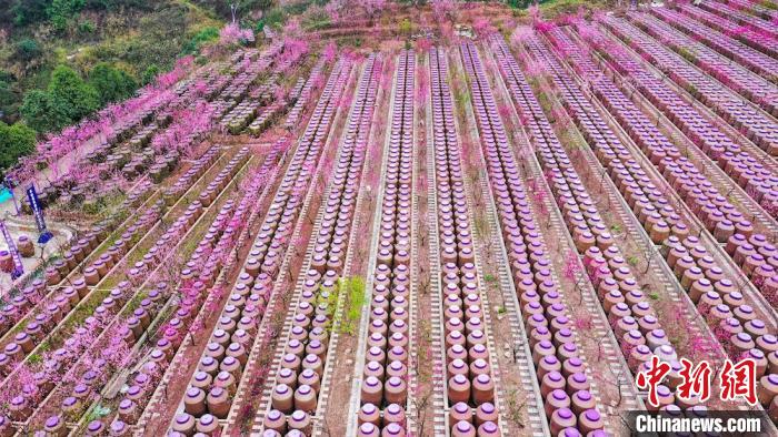 灼灼桃花惹人醉。　劉媛 攝