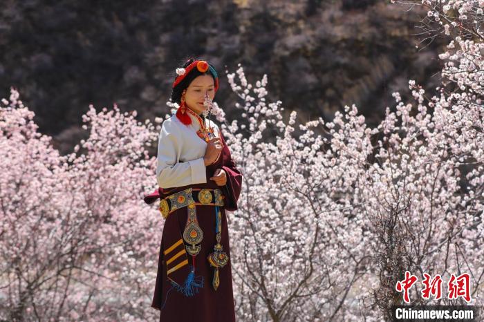 白玉縣河坡鎮(zhèn)桃花林間身穿民族服飾的藏族女孩?！“子袢诿?攝