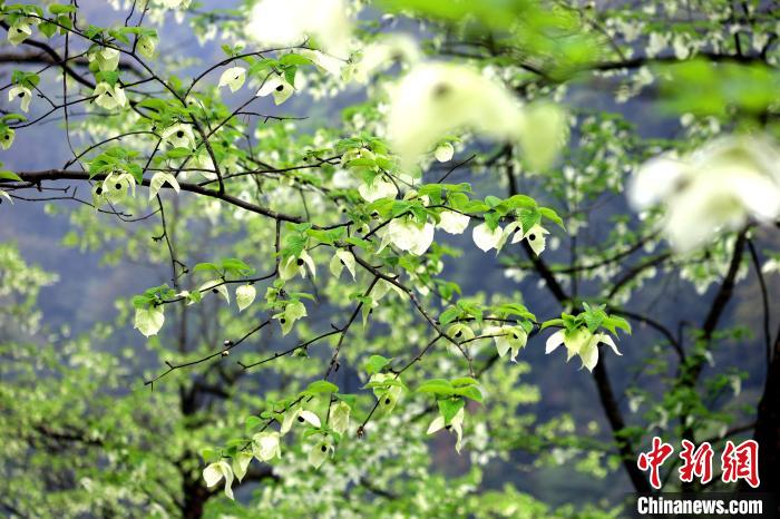 珙桐在春末夏初之際開花，花期較短?！螚?攝