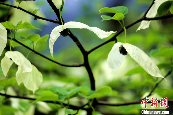 兩片潔白的花瓣隨風(fēng)搖曳就像飛翔的白鴿?！螚?攝