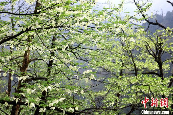 珙桐是1000萬年前新生代第三紀(jì)留下的孑遺植物，中國特有的樹種，是國家一級瀕危保護(hù)野生植物?！螚?攝