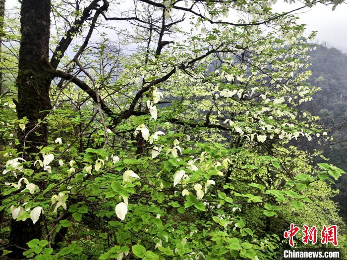 山谷兩側(cè)高大繁茂的珙桐樹?！螚?攝