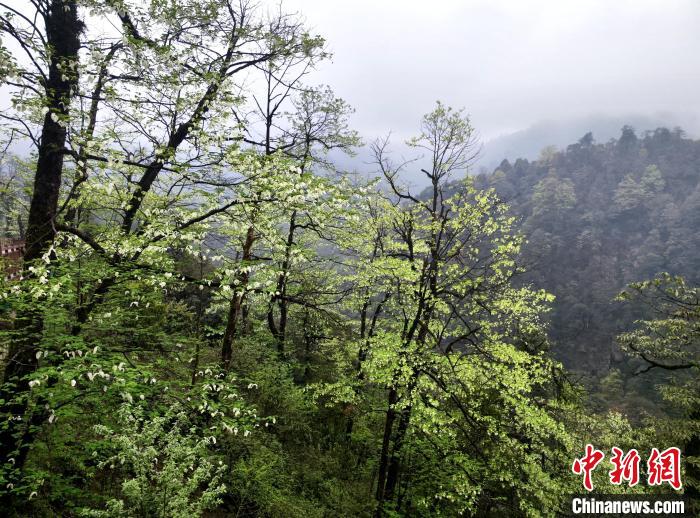 珙桐花朵潔白素雅，與青山雨霧融為一體。　呂楊 攝