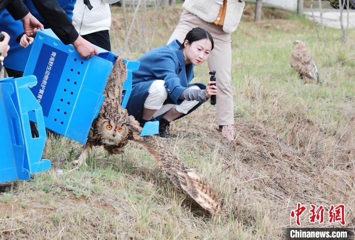 圖為西寧野生動(dòng)物園救護(hù)的雕鸮在西寧市放歸大自然。　馬銘言 攝