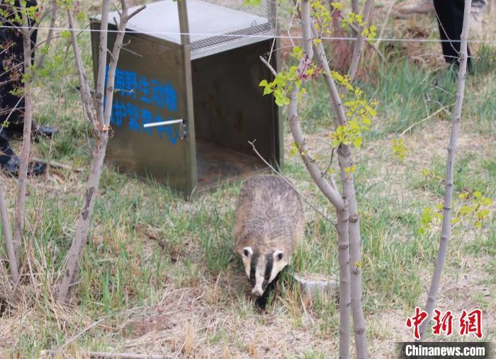 圖為西寧野生動(dòng)物園救護(hù)的狗獾在西寧市放歸大自然?！●R銘言 攝
