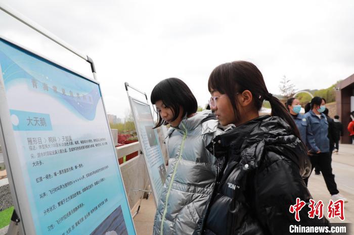 圖為學(xué)生通過(guò)展板了解青海常見鳥類?！●R銘言 攝