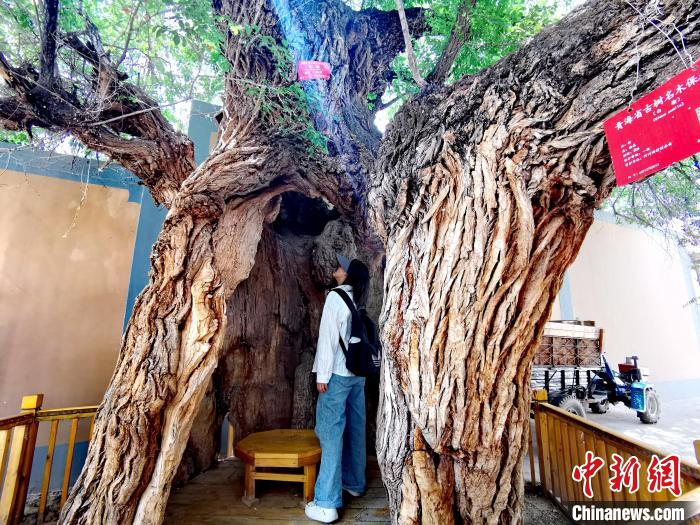 青海海東市阿河灘地質(zhì)文化村：古樹(shù)新枝、丹山碧水