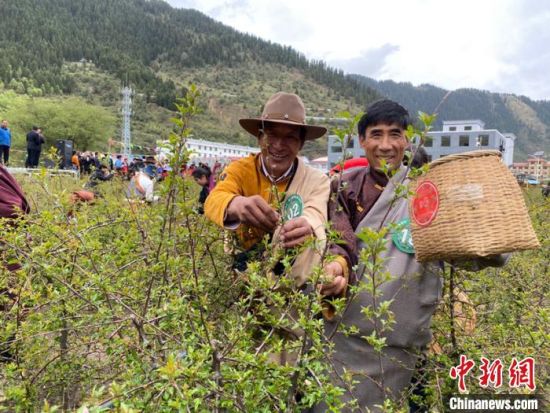 圖為當(dāng)?shù)剞r(nóng)牧民進行藏雪茶采摘比賽?！⊥鮿x 攝