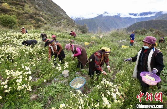 “落戶”黑水的杭白菊。桐鄉(xiāng)市宣傳部提供