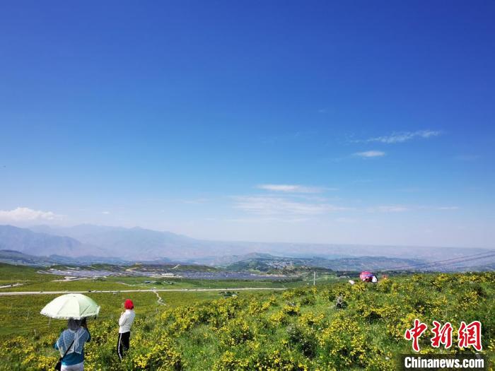 2020年07月07日拍攝于臨夏州積石山縣境內(nèi)，生態(tài)環(huán)境逐漸恢復(fù)，小黃花開遍山間。(資料圖) 殷春永 攝