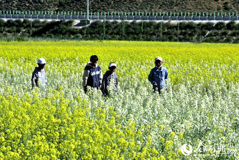 小孩在油菜花田嬉戲。人民網(wǎng) 李海霞攝