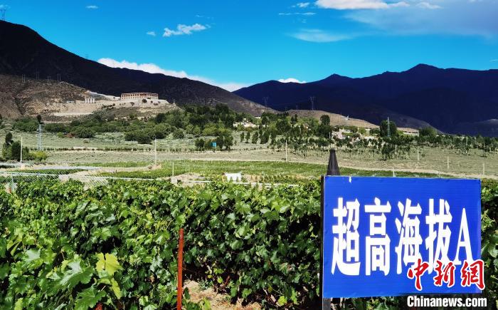 圖為桑日縣種植的葡萄。　山南桑日縣委宣傳部提供