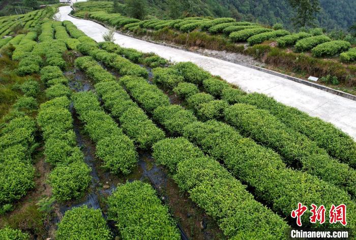 圖為西藏林芝市墨脫縣背崩鄉(xiāng)格林村山頂?shù)木坝^茶園。(無(wú)人機(jī)照片) 李林 攝