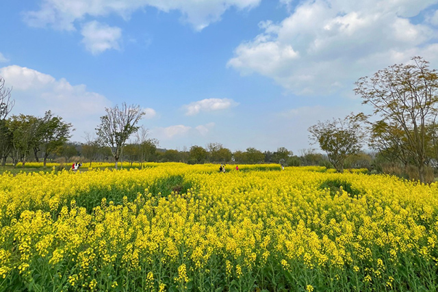 每到油菜花季，就有市民相約到重慶廣陽島上踏青賞花。鄒樂攝