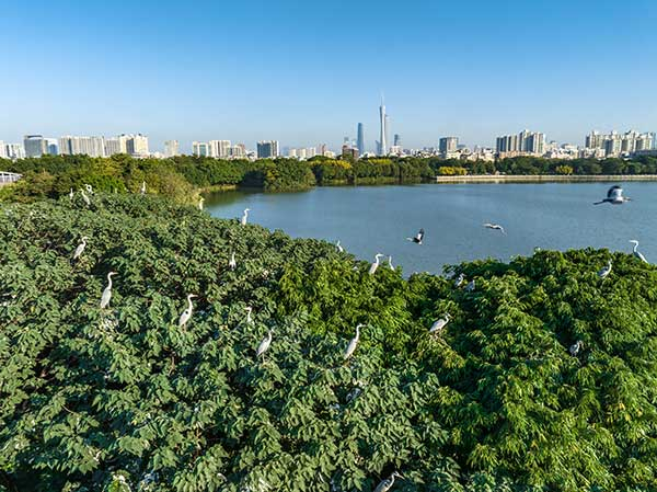 廣州海珠國家濕地公園一角。公園供圖