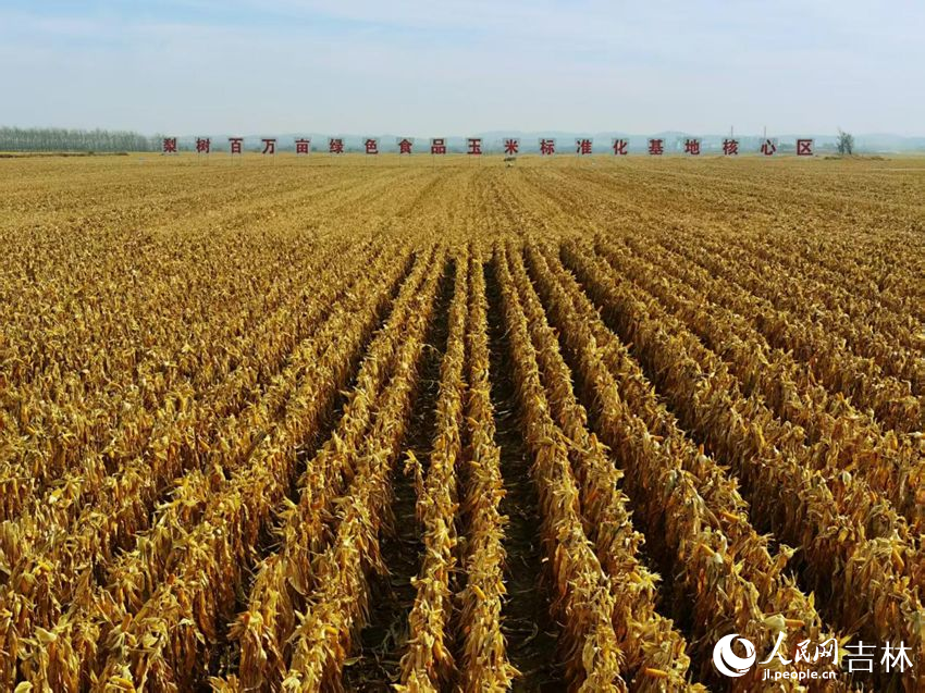 吉林黑土地上糧滿倉（資料圖片）。人民網(wǎng)記者 王海躍攝