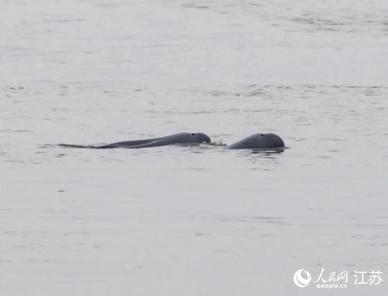 在南京長江新濟洲國家濕地公園拍到的江豚。人民網(wǎng)記者 王丹丹攝