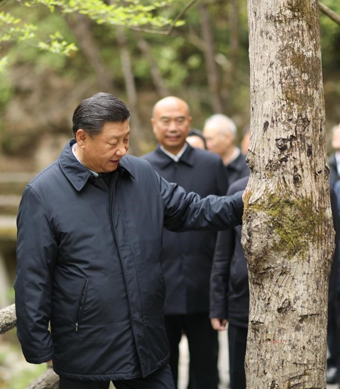 2020年4月20日，中共中央總書記、國家主席、中央軍委主席習(xí)近平在陜西考察調(diào)研。這是習(xí)近平在位于商洛市柞水縣的秦嶺牛背梁國家級(jí)自然保護(hù)區(qū)，考察秦嶺生態(tài)保護(hù)情況。 新華社記者 鞠鵬 攝