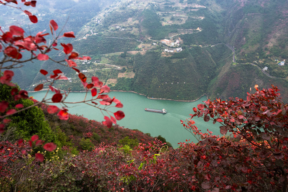 船舶行駛在紅葉掩映下的長(zhǎng)江三峽重慶市巫山縣水域（2023年11月30日攝）。新華社記者 肖藝九 攝