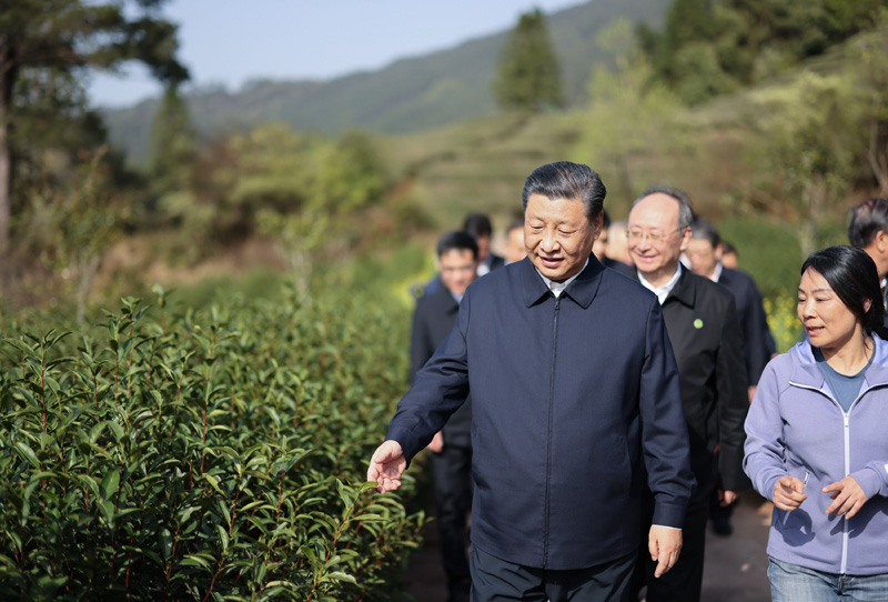 2021年3月22日下午，習(xí)近平在福建省南平市武夷山市星村鎮(zhèn)燕子窠生態(tài)茶園，察看春茶長(zhǎng)勢(shì)，了解當(dāng)?shù)夭璁a(chǎn)業(yè)發(fā)展情況。