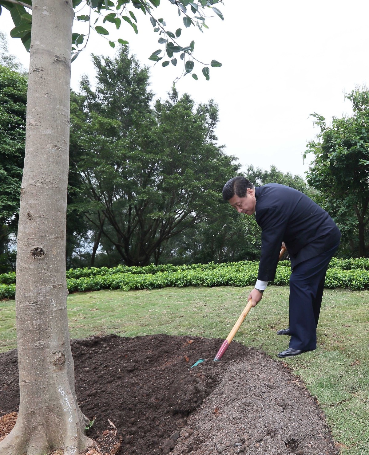 2012年12月8日，習近平在深圳蓮花山公園種下一棵高山榕樹。