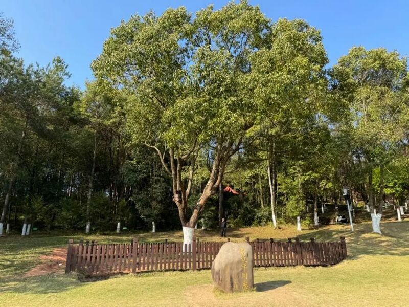 習(xí)近平同志為福建省長(zhǎng)汀縣水土保持科教園捐種的香樟樹。圖源：學(xué)習(xí)時(shí)報(bào)
