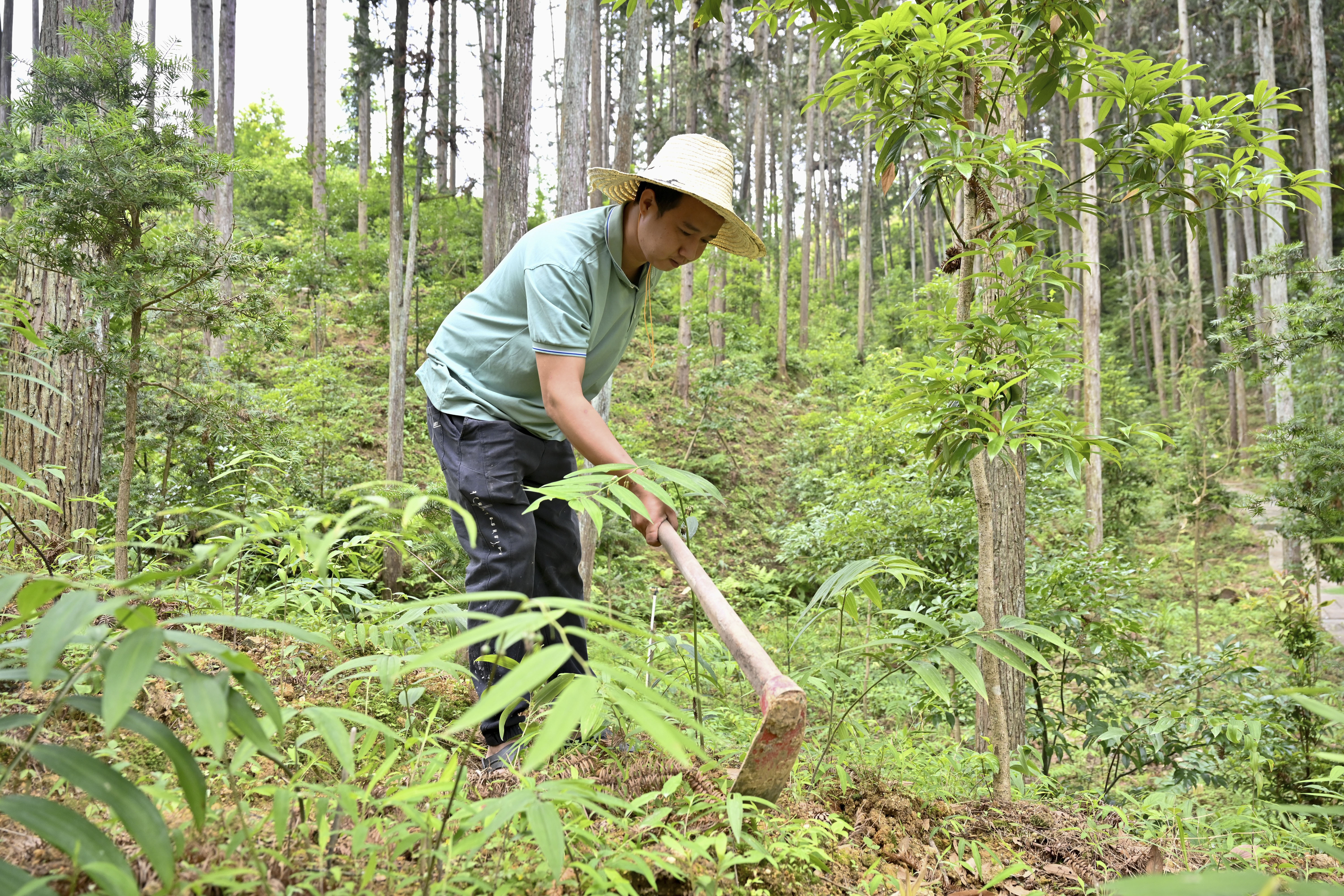 2024年5月9日，福建省三明市馬巖林下經(jīng)濟種植示范基地工人在管理林下種植的多花黃精。