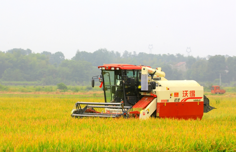 早稻收割忙，農(nóng)機(jī)來助力。常德市鼎城區(qū)融媒體中心供圖