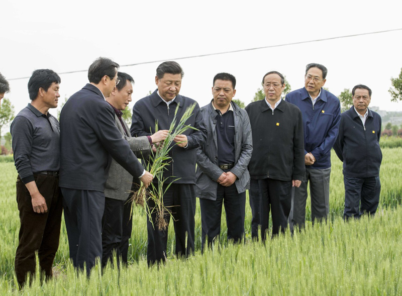 2016年4月25日下午，習(xí)近平在安徽滁州市鳳陽(yáng)縣小崗村察看小麥長(zhǎng)勢(shì)。左一為種糧大戶程夕兵。新華社記者 李學(xué)仁 攝