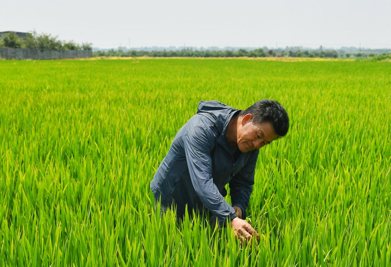 程夕兵在農(nóng)田里檢查水稻種植情況。人民網(wǎng)記者 周坤 攝
